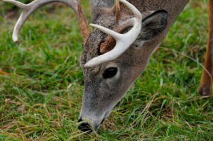 Gray Deer Eating Grass. Will deer eat kentucky bluegrass?