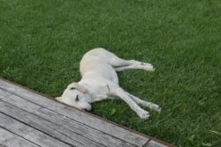 a white dog laying on top of a lush green grass field. Can you grow kentucky bluegrass in Georgia USA?