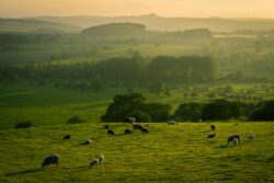 herd of sheep on green grass field during daytime. Why does kentucky blue grass make good pasture grass?