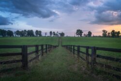 a fenced in field with a wooden gate and a house in the distance. Describing the in’s and outs of kentucky bluegrass dormancy and growth patterns.