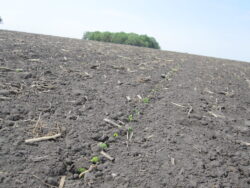 Preparing soil in spring for planting. When is it ok to plant kentucky bluegrass seeds in the spring time?