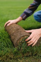 Rolling out grass sod. Explaining when you should fertilize newly layed kentucky bluegrass sod.